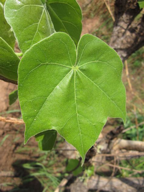 West African Plants A Photo Guide Sterculia Setigera Delile