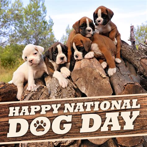 Happy National Dog Day 2024 Eilis Harlene