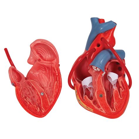 Anatomical Heart Model Anatomy Of The Heart Heart With Bypass Model