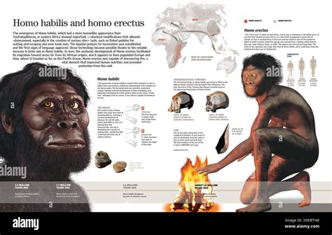 Infographic Of The Homo Habilis And Homo Erectus Their Anatomic
