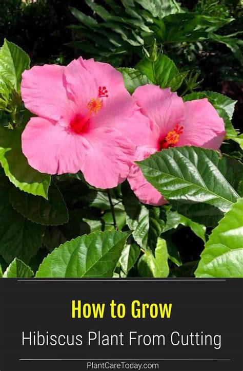 How To Propagate Hibiscus From Cuttings