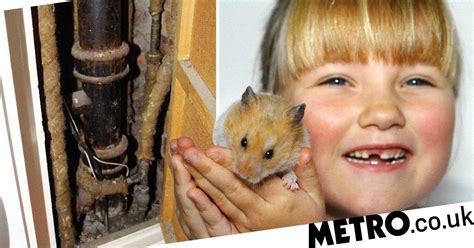 Hamster Waited For Owner Outside Her Flat Two Years After He Went Missing Metro News