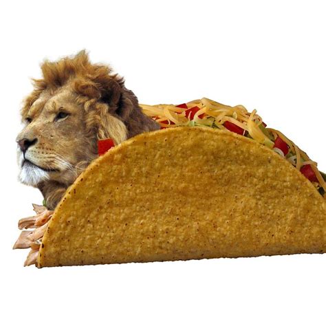 Tampa Restaurant Selling Lion Meat Tacos Doing It All Wrong