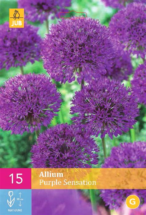 Allium Purple Sensation Xxl Sierui Kopen Maréchal