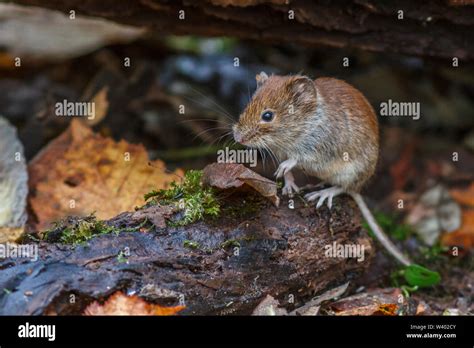 Waldwuhlmaus Hi Res Stock Photography And Images Alamy