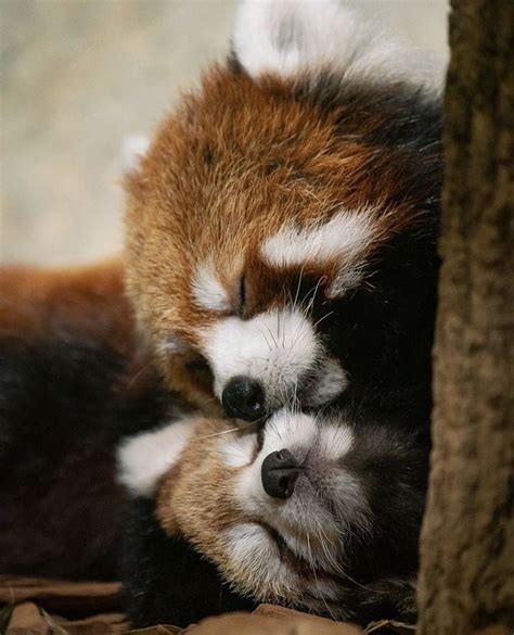 Cuddling Red Pandas