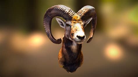 Mouflon Scanned With Heges App On Iphone X Download Free 3d Model