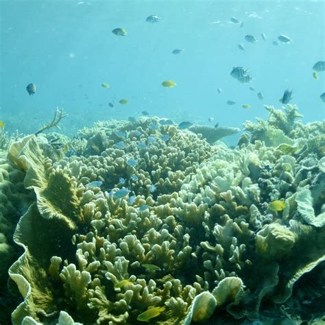 Coral Reefs Of Palau Marine Environment Ecology And Conservation