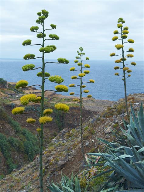 Más Tamaños Piteras En Flor Taganana Tenerife Flickr