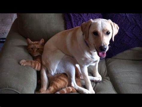 You Will Get A Laugh Attack From Watching These Funny Cats And Dogs