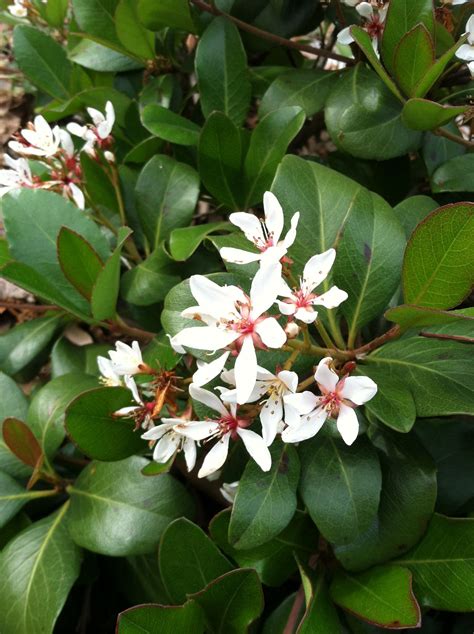 India Hawthorne Small Evergreen Shrub With White Flowers In The