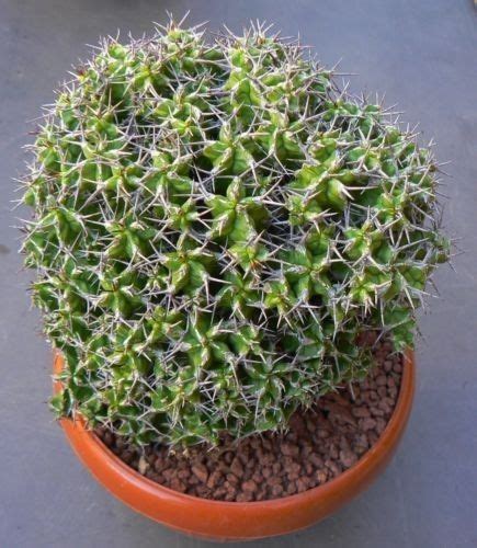 Just like succulents, cacti can be propagated in several ways. Euphorbia mitriformis. Native to Somalia. (Succulent ...