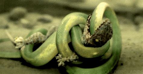Snake Fighting  Find And Share On Giphy