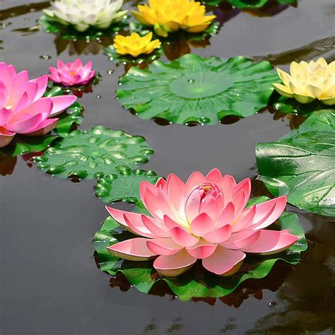 Lotus Floating Flowers Water Lily Pond Decoration Growing Life Organic