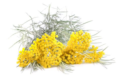 Fiori gialli mediterranei / pin di kadō flowerdesign su table setting by kadō. ELICRISO: ecco come si usa | Fiori e Foglie