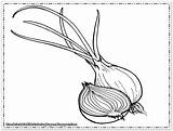 Onion Coloring Printable Onions Sheet Template Related sketch template