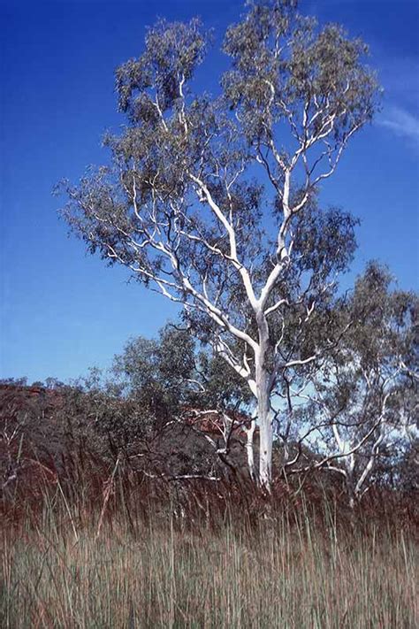 White Gum Trees Daly River Victoria River Area Northern Territory
