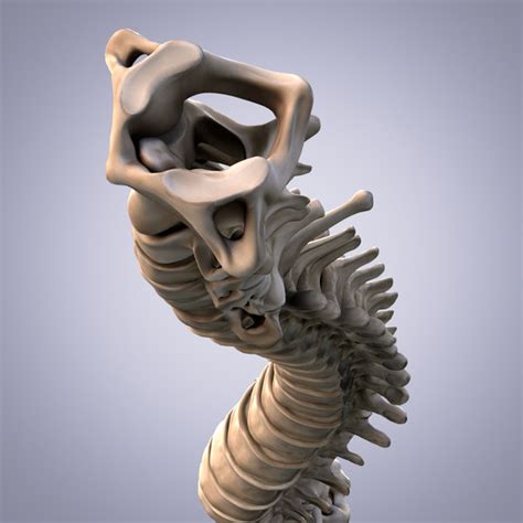 3d Model Human Spine