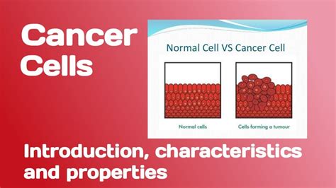 Cancer Cells Introduction Characteristics And Properties Youtube