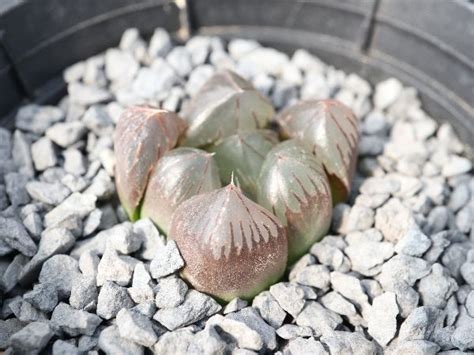 Pico Haworthia Suisho