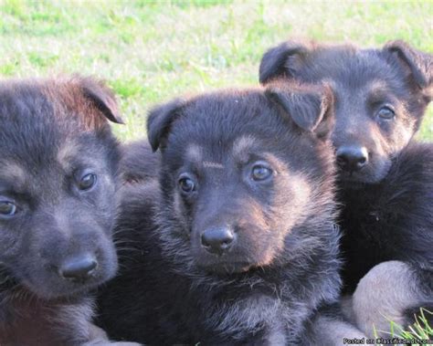 Our german shepherds and german shepherd puppies are lovingly cared for by my wife and i. Gorgeous CKC German Shepherd Puppies for Sale in Glass ...