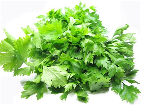 Celery Vegetable Stock Photo Image Of Leaf Herbal Vegetarian 15499036