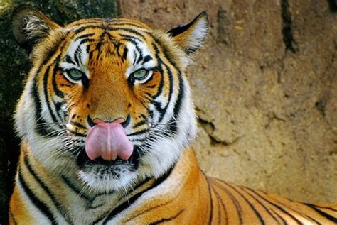 Gambar Harimau Dunia Binatang