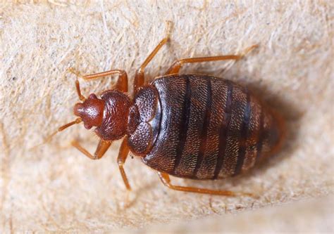 Bed Bug Filled With Blood Bed Bug Get Rid