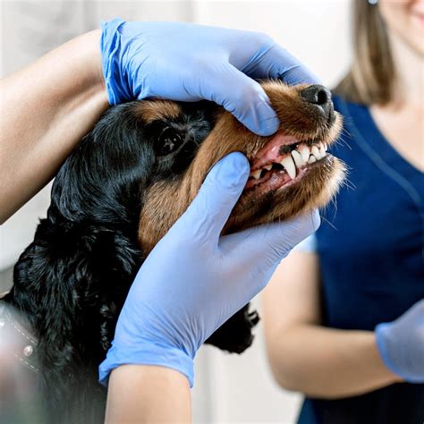 Do Dogs Really Need Dental Care