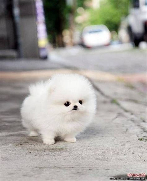 So, while it is true that these guys may look really cute and are rather small, underneath all that fur, packed in a tiny little frame lies the heart. White Mini Pom