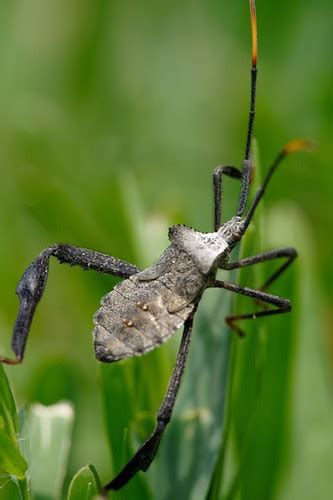 Black Armor Bug Jayazine Flickr