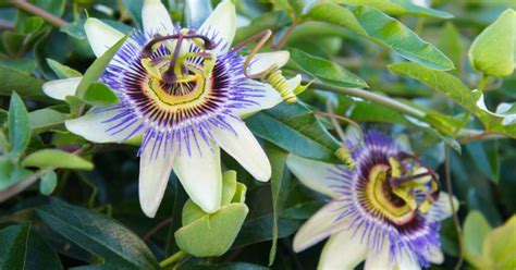 Growing Passion Flower Indoors A Perfect Choice Flowers Care Guide