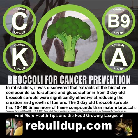 Broccoli For Cancer Prevention Rebuildup