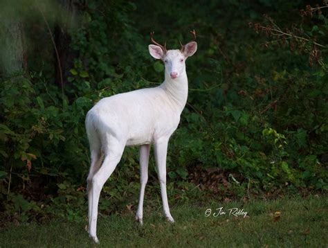 Rare Albino Deer Spotted In Oakland County
