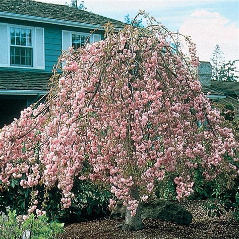 875 Gallon Serpentine Weeping Cherry Feature Tree L6111 Nursery In