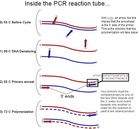 Amplified fragment length polymorphism (aflp) pcr 2. Why do I only need two primers for PCR? - Quora