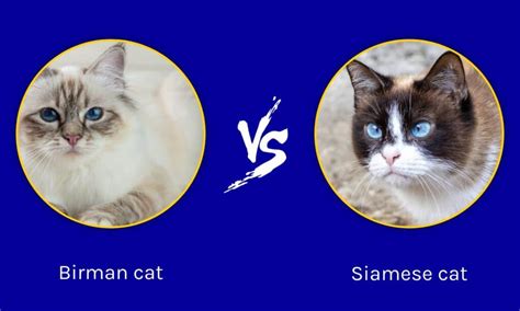 Birman Cat Vs Siamese Cat What Are The Differences