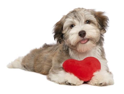 In his book how dogs love us, gregory berns writes that if your dog cuddles with you after she eats, it means you're the most important thing in the world to her besides. INFOGRAPHIC: How Do Dog Parents Say 'I Love You'? - The ...