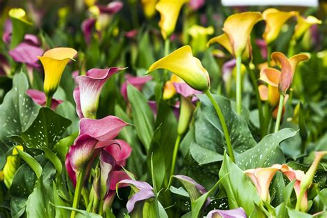 Interesting Legends Behind The Meaning Of The Calla Lily