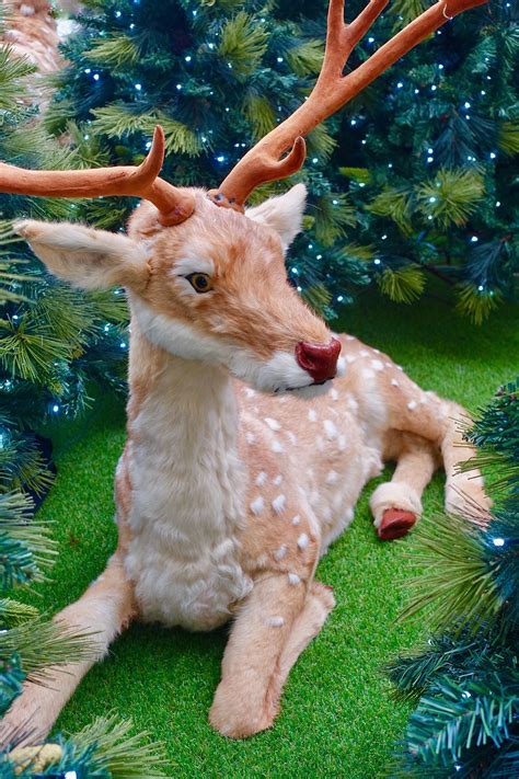 Reindeer Antlers Animal Free Photo On Pixabay Pixabay