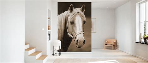 Horse Fototapeten Online Photowall