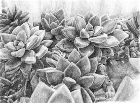 My Newest Succulent Drawing Succulents