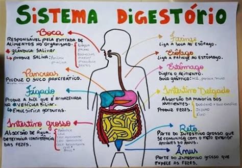 Mapa Mental Sistema Digestório