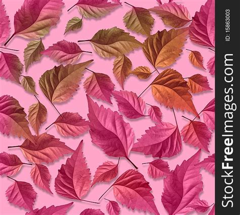 1 Sample Pink Leaves Photo Free Stock Photos Stockfreeimages