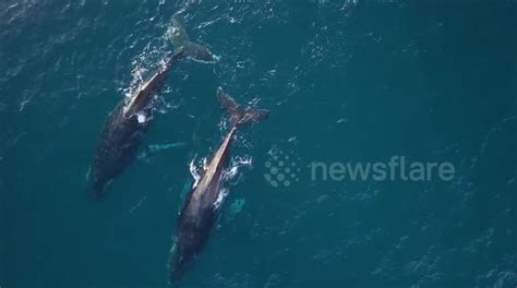 beautiful drone footage captures the tender mating ritual of humpback whales buy sell or