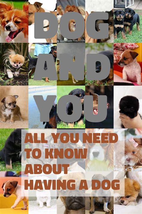 Consider On Low Maintenance Dog Breeds (With images) | Low ...