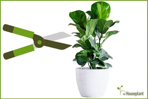 How To Prune A Fiddle Leaf Fig Avoid These Common Mistakes Mr