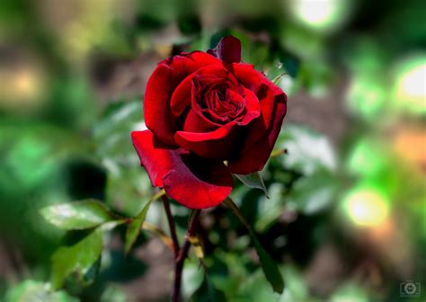 Red Roses Photography
