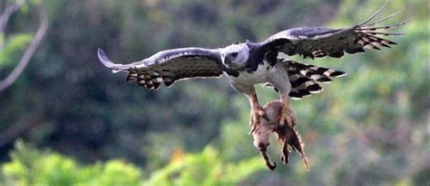 In south east asia a monkey eating eagle rules the skies. What are some interesting facts about the Harpy Eagle? - Quora
