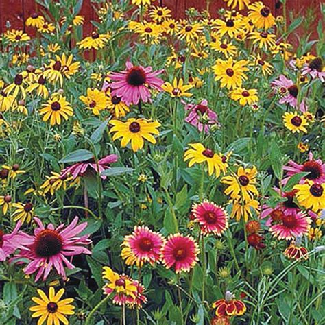 Gurneys Perennial Native Wildflower Mix Multipler Varieties With Many